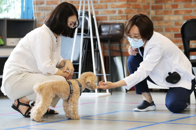 우리 아이가 달라졌어요. 반려동물 행동교정, 지금 꼭 알아야 할 5가지 핵심 팁