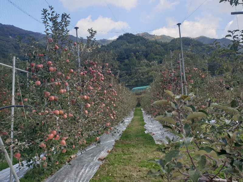 사과밭. 사과 나무가 일렬로 쭉 놓여있다. 각 사과나무는 쇠파이프로 지탱시켜놓고 있다.