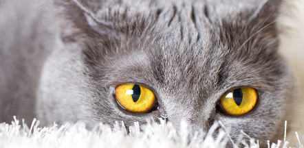 쳐다보는 고양이