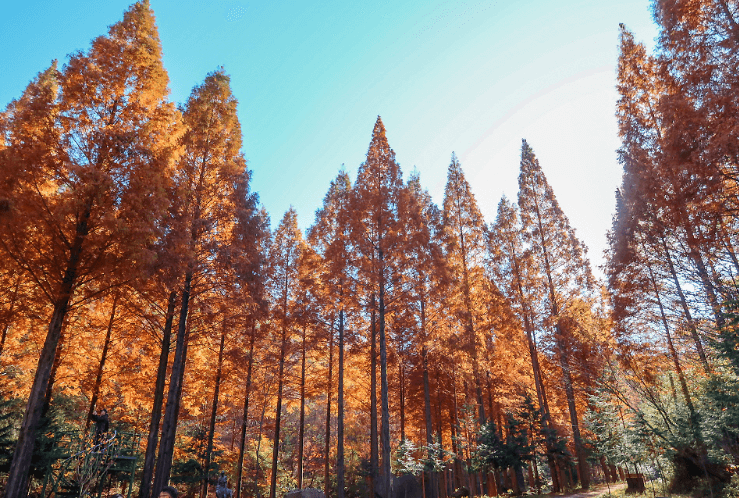 온빛자연휴양림