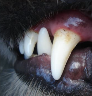 강아지 입냄새, 왜 생기고 어떻게 없앨까? 5가지 관리 팁