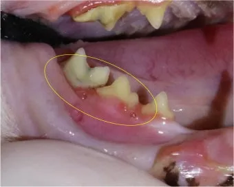 고양이치주염 증상 진단 치료 및 예방법_15