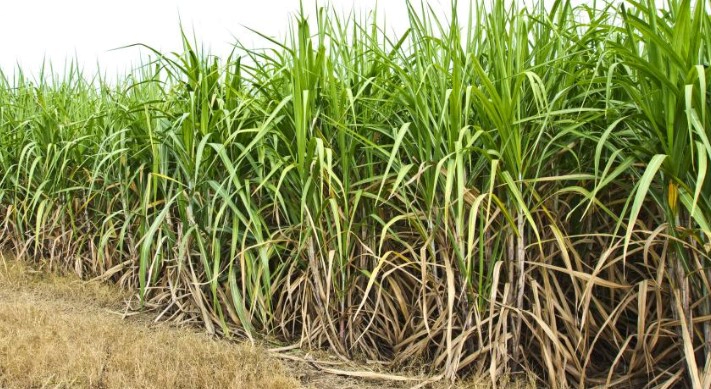 옥타코사놀 효능 부작용 복용법 및 옥타코사놀 음식 영양제 추천