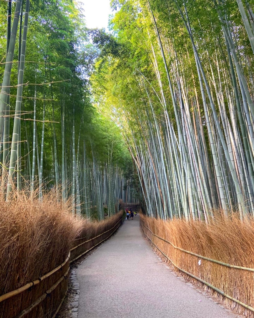 아라시야마 대나무 숲 사진