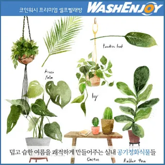 실내식물 여름철 관리 고온다습 통풍확보 물주기시간대 환기방법_3