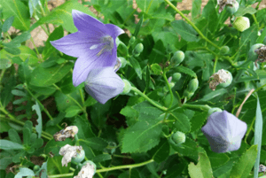 기관지에 좋은 음식12