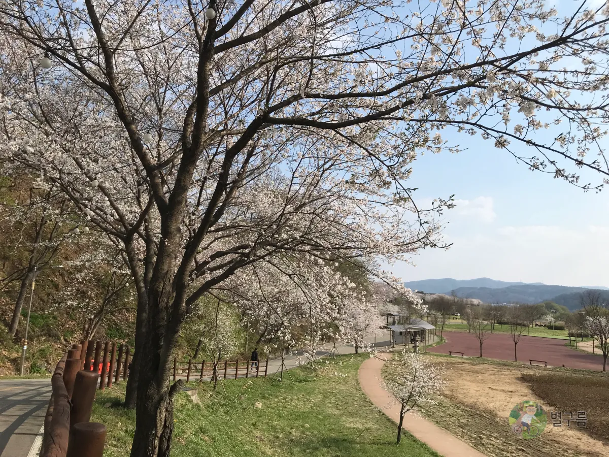 갈산공원-벚꽃-산책길-7