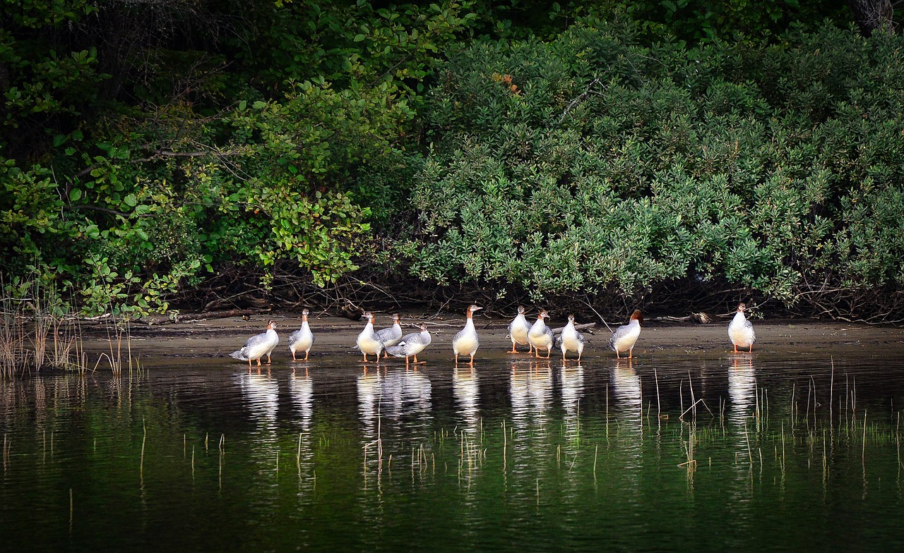 즈크 바지, 새 들, 자연 이미지