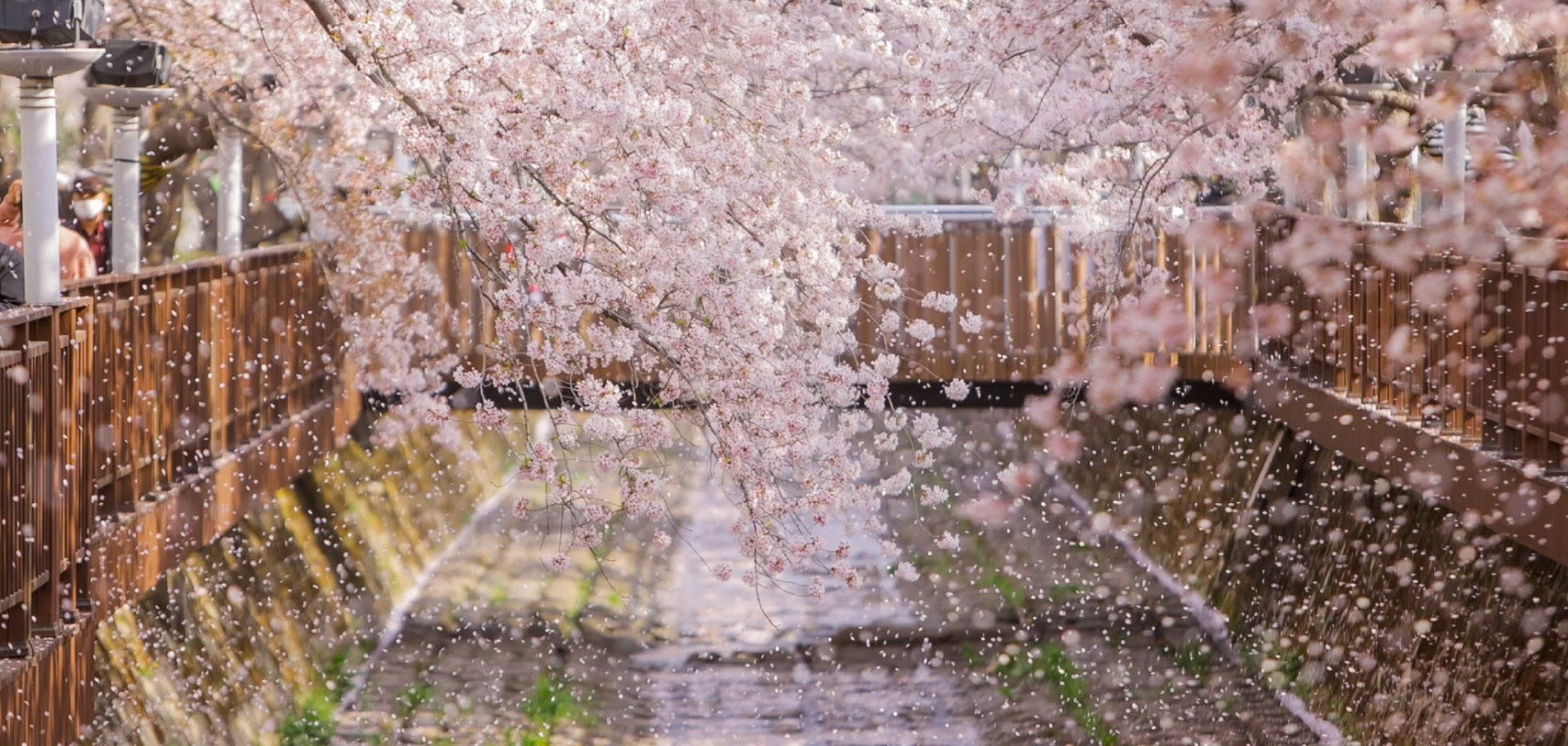 2026 진해군항제 일정 벚꽃 축제 추천 교통 방문 팁