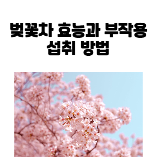 벚꽃차 효능과 부작용 및 섭취 방법