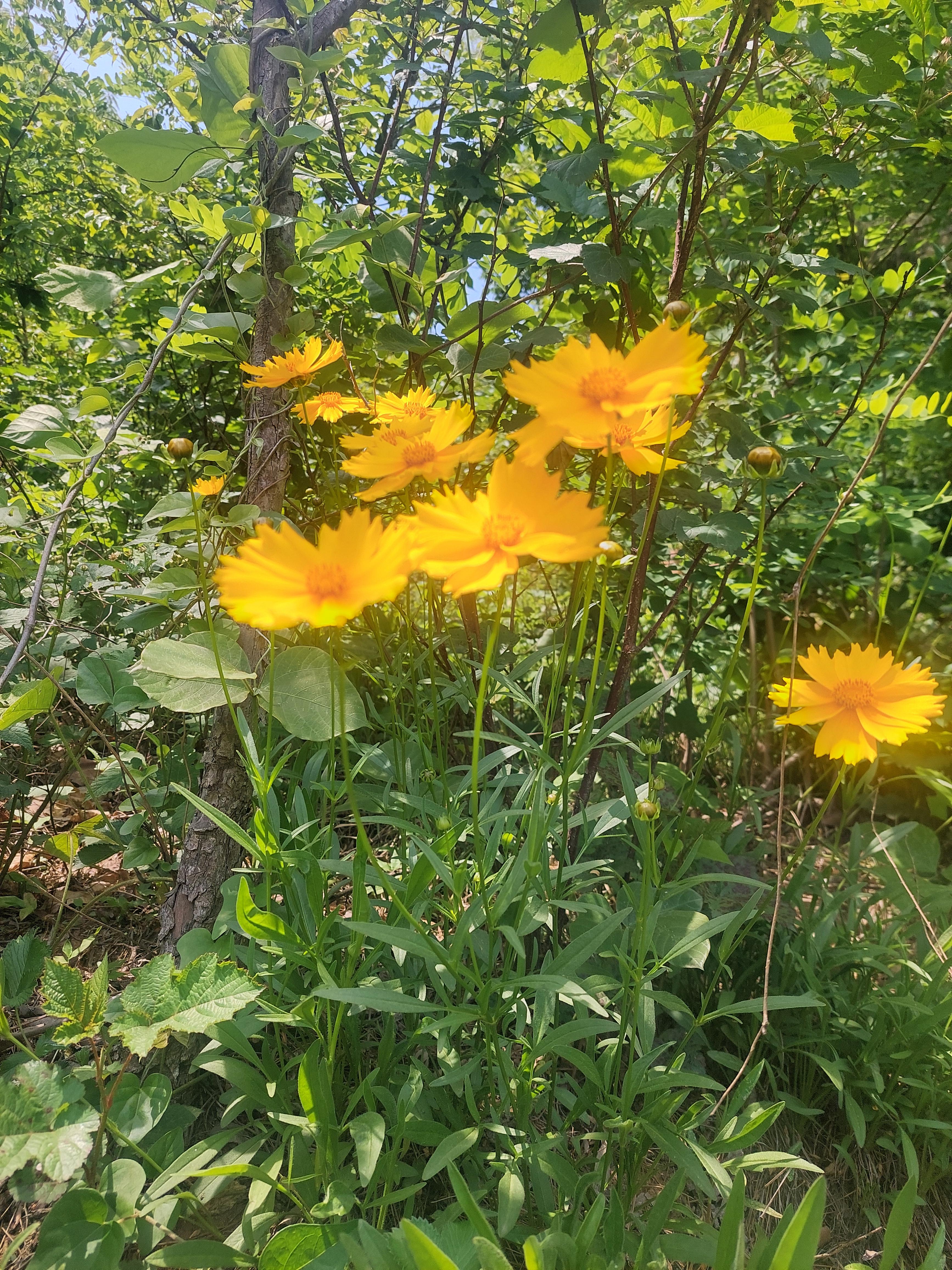 심학산