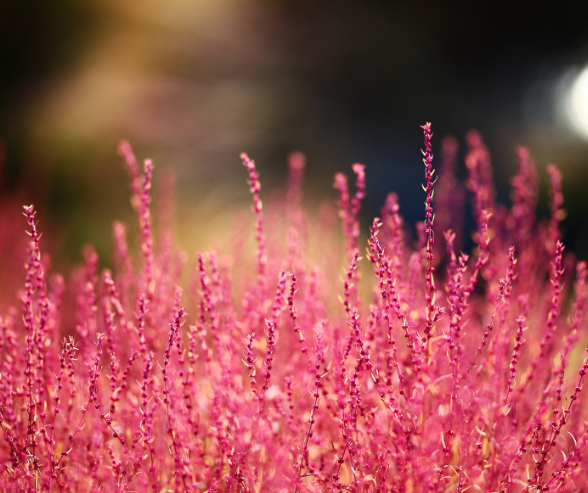 2025 양산국화축제, 가을의 향기 가득한 꽃 축제