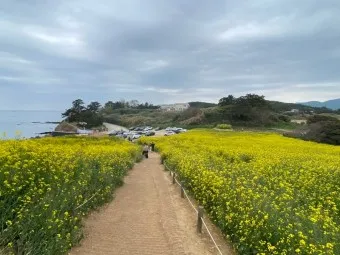 부안 수성당 유채꽃 히든스팟 개화시기_19