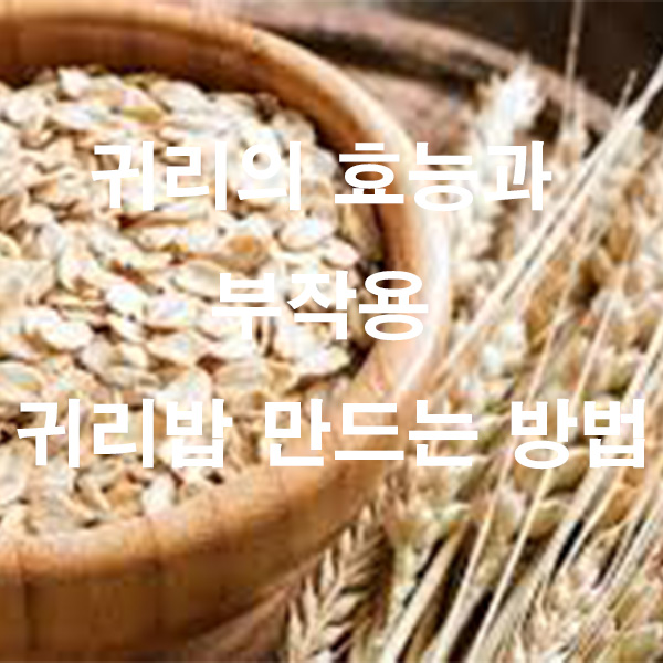 귀리의 효능과 부작용 귀리밥 만드는 방법