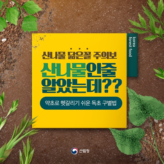 산나물 약초 구별법