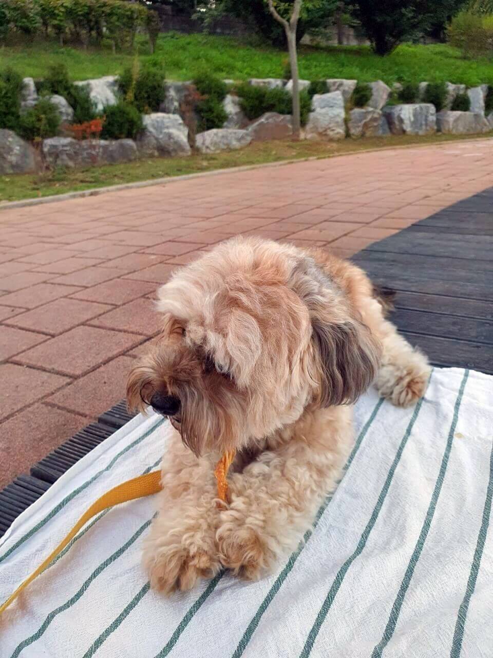 간식 잡고 먹는 강아지