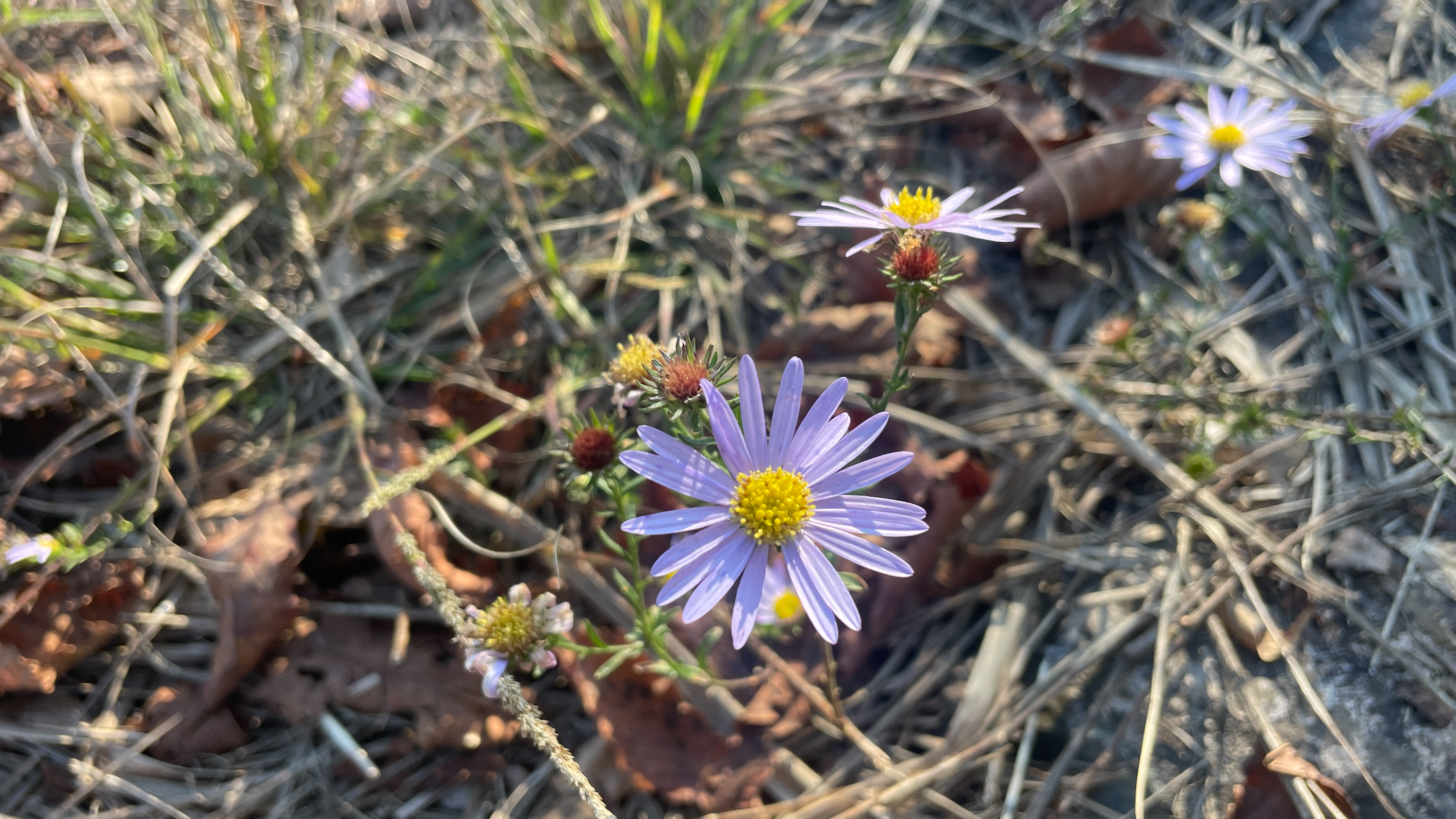 연보라빛 꽃잎이 예쁜 쑥부쟁이