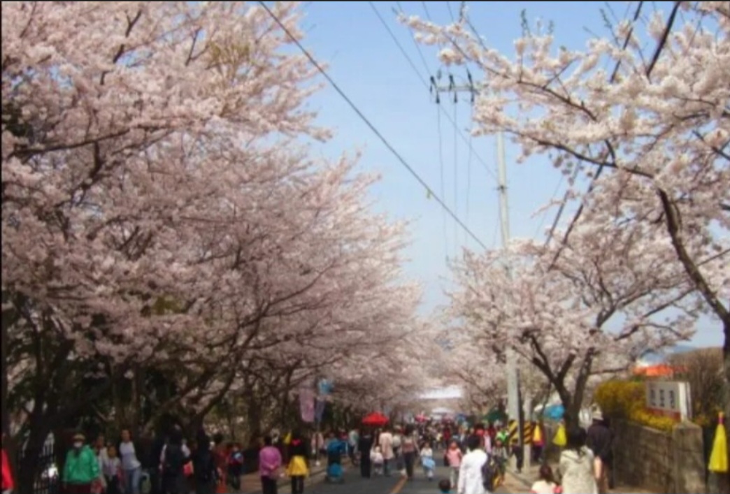 전국 벚꽃 명소 벚꽃길 핫플레이스 10곳 추천