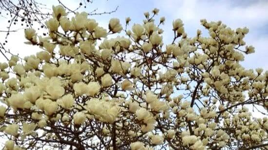 목련-품종별-특성-꽃-피는시기-개화시기-꽃말