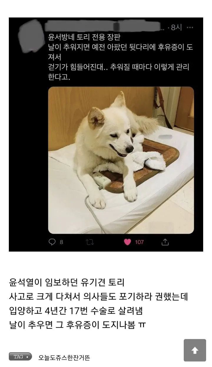 윤석열 진돗개 토리 일화
