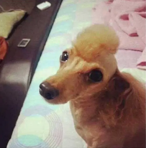 강아지 고양이 미용 대참사 레전드 투블럭