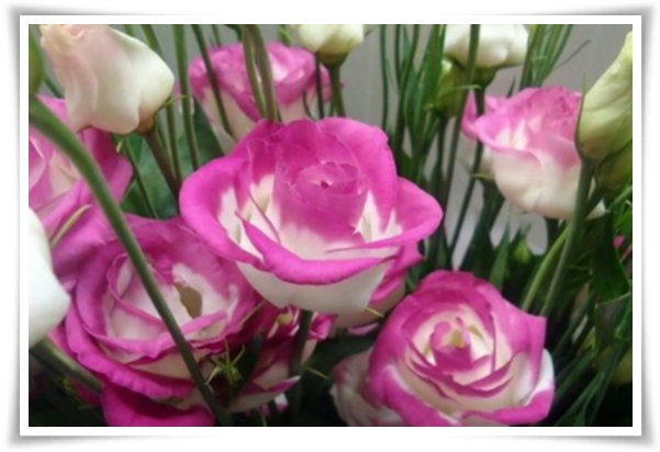 화초 &quot;리시안셔스&quot; 장미인 듯 장미 아닌 변치 않는 사랑의 꽃!