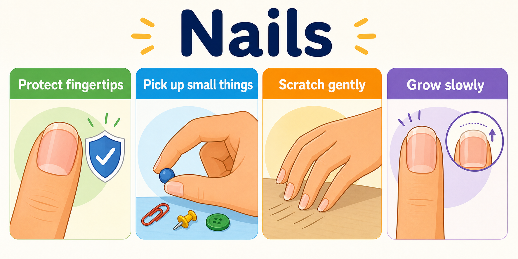 Infographic explaining nails, fingertip protection, picking up small objects, scratching, and nail growth