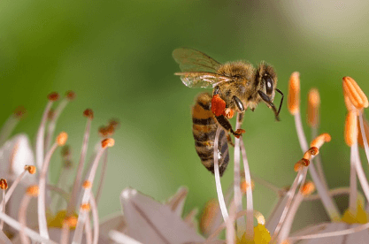 프로폴리스 효능-골다공증 예방