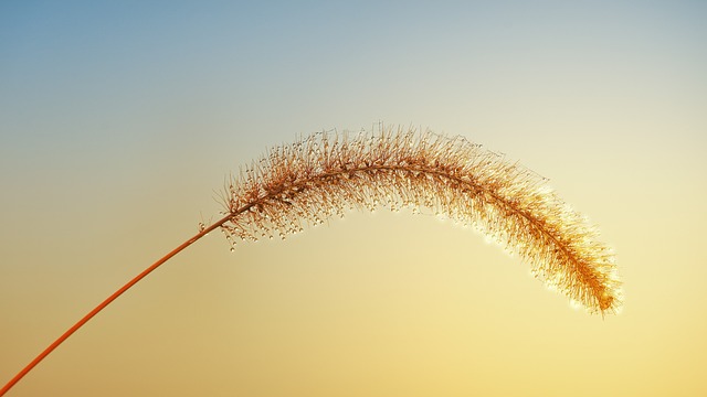 서울 하늘공원 억새축제