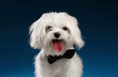 말티즈 사진 /출처:어도비스톡