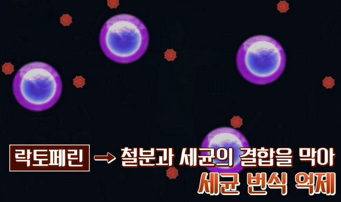 락토페린 효능