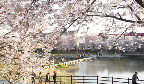 벚꽃 개화시기 2023