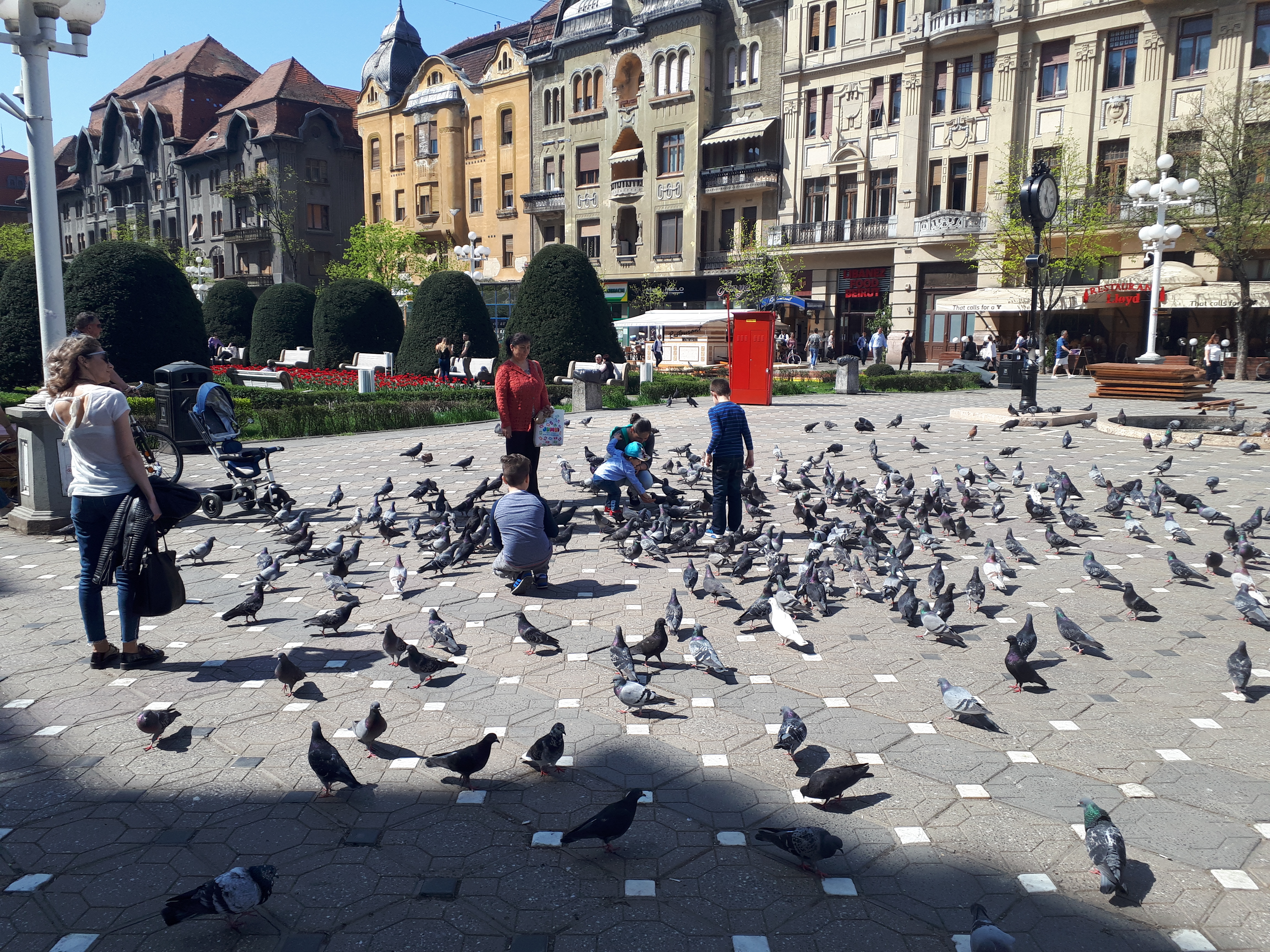 루마니아 티미쇼아라 빅토리 광장의 비둘기