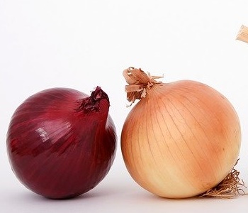 양파 효능 자색양파즙 효능