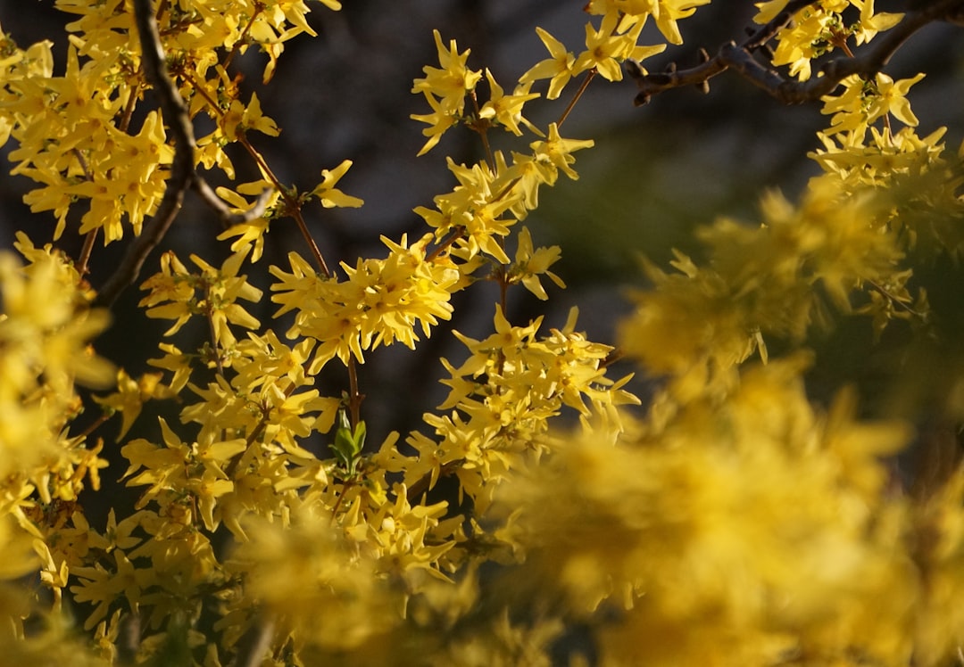 Forsythia