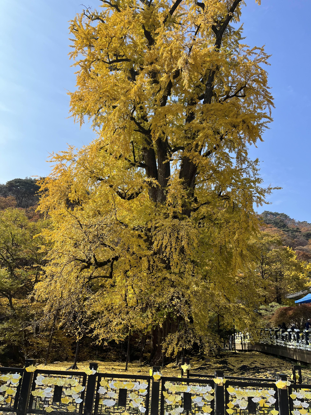 용문사 은행나무
