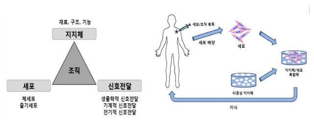 그림 2. 조직공학의 3요소 및 조직 재생을 위한 조직공학 기법