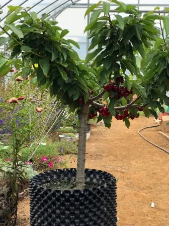 체리나무 재배법 건강한 과일 나무 키우기_19