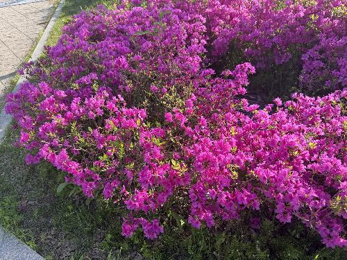 진달래 철쭉 구분