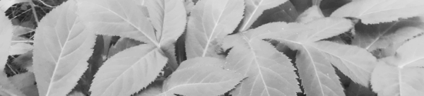 거름: 1제곱미터 기준 퇴비 1.5kg, 질소 16g, 인산 10~24g, 칼리 8~12