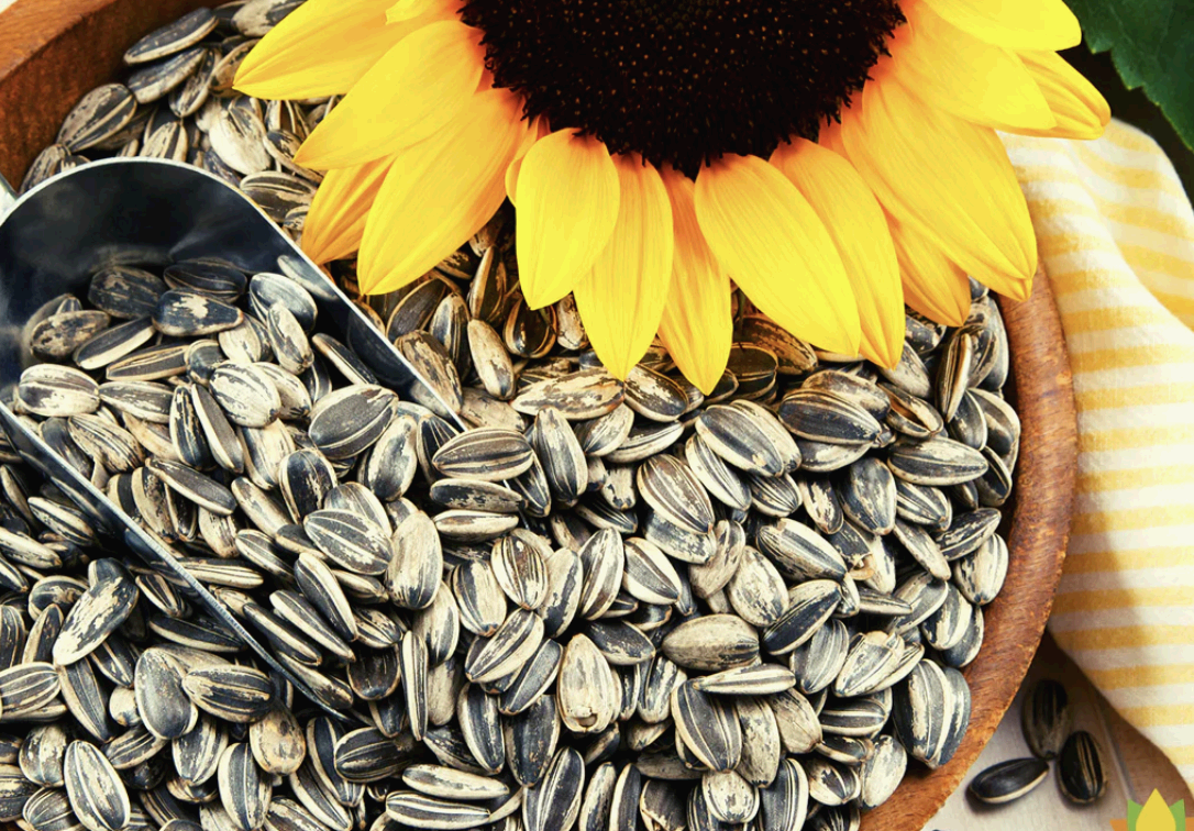 단백질이 풍부한 식물성 식품 6가지 비건 단백질