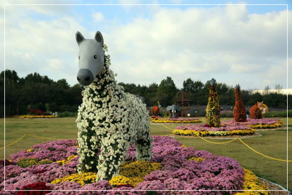 인천 드림파크 국화축제 이미지/ 출처: 대한민국 구석구석