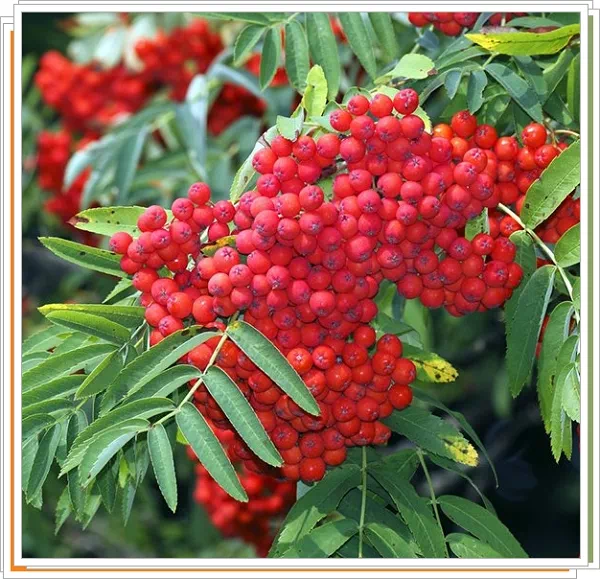 마가목 및 열매