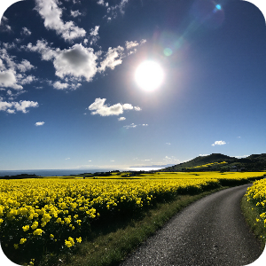 제주도 유채꽃 도로