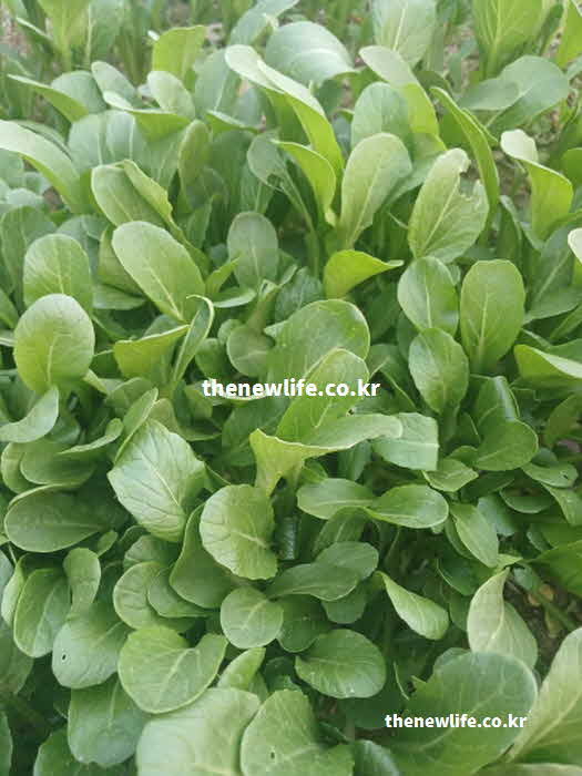 유채 나물 효능 요리법 소금
