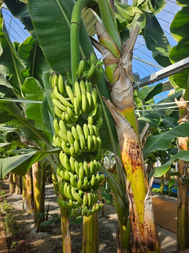 생생정보 믿고 떠나는 스타고장 가수 홍경민의 전라남도 함평 여행 한우 함평육회비빔밥 맛집 화랑식당 함평나비대축제 주포지구 한옥전원마을 함평 바나나 생태나라