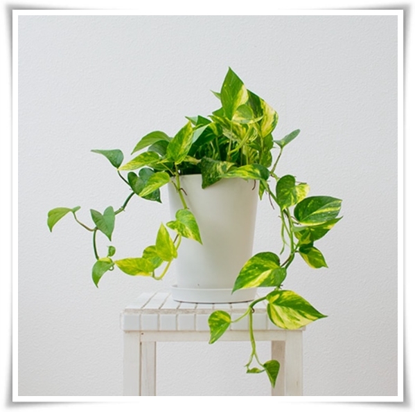 누구나 기르기 쉬운 공기정화 식물 &quot;스킨답서스 키우기&quot;