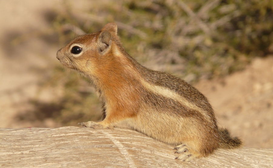 다람쥐 성향의 ISTJ 특성