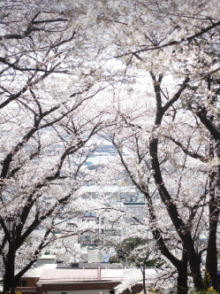 벗꽃 사진