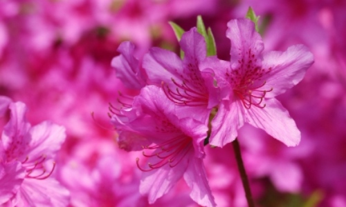 군포 철쭉축제 초대가수